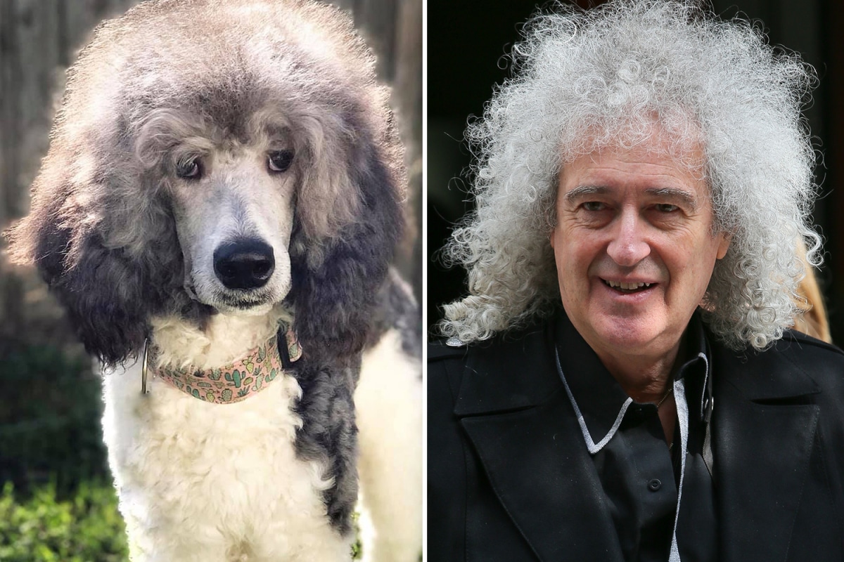 Caniche de pelo grande escupe imagen del guitarrista de Queen, Brian May