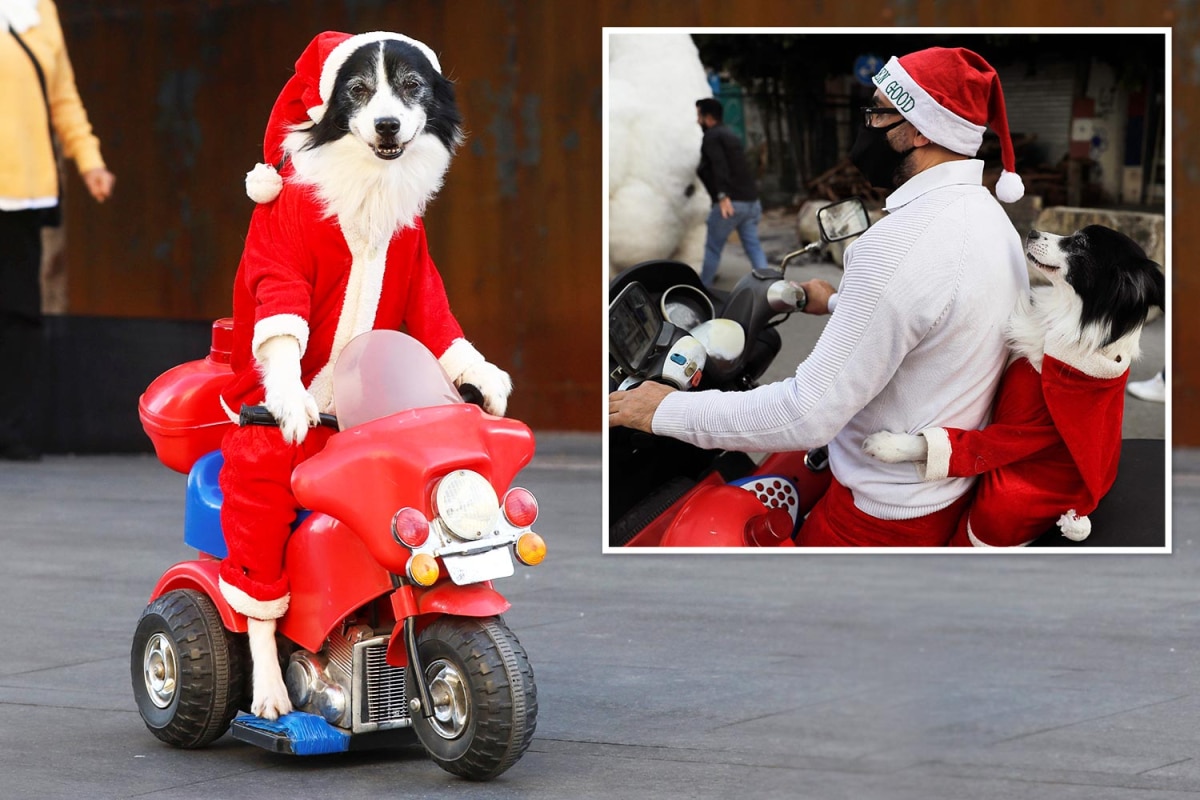 Adorable Santa Paws cautiva a los compradores mientras camina por la calle