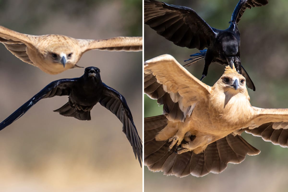 Angry Cape Crow lanza un ataque aéreo contra un águila mucho más grande