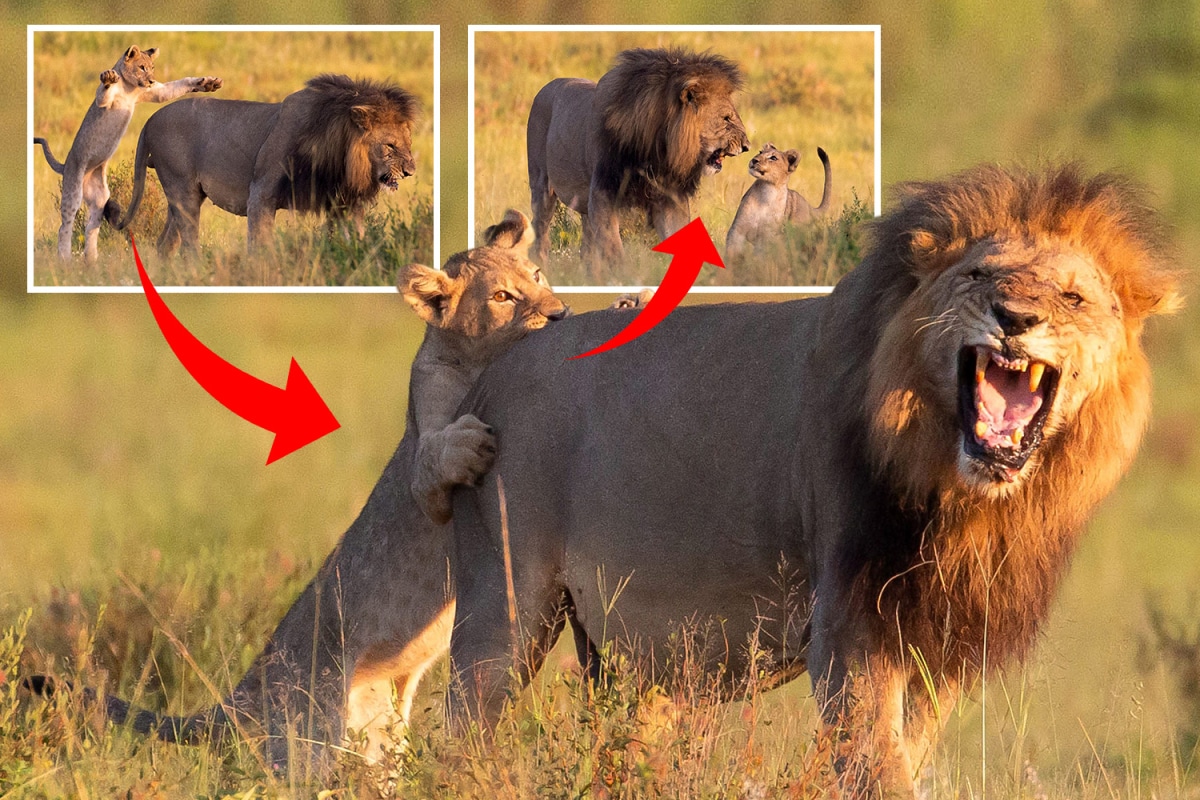 Adorable cachorro de león es criticado por morder a un adulto en las nalgas
