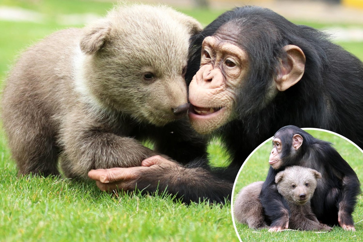 Adorable chimpancé joven y oso bebé comparten un abrazo conmovedor