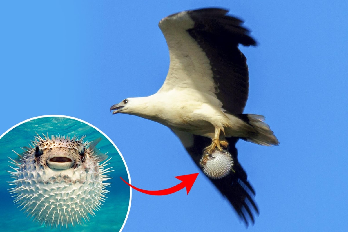 Águila marina atrapa y vuela con un pez globo completamente inflado