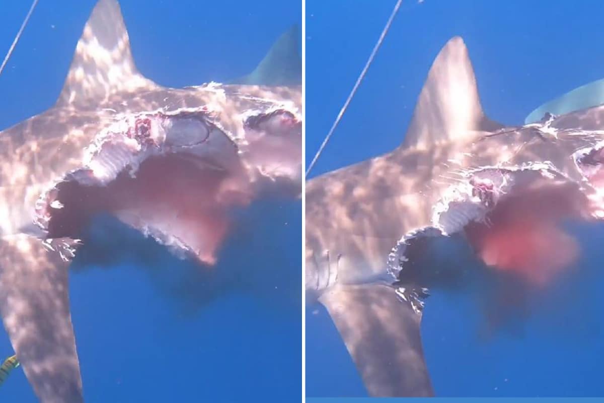 Un tiburón zombi todavía caza a su presa a pesar de estar «medio comido»