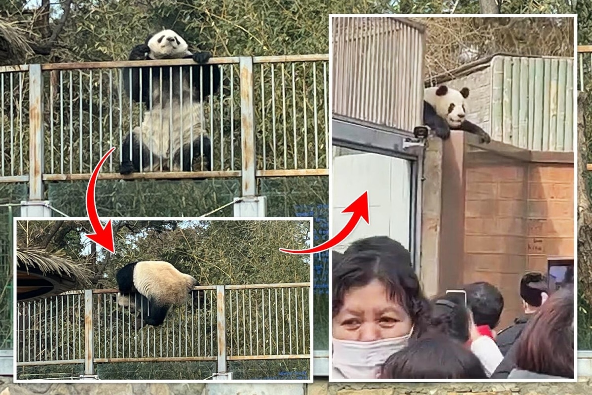 Panda travieso causa pánico después de escapar del recinto del zoológico en China